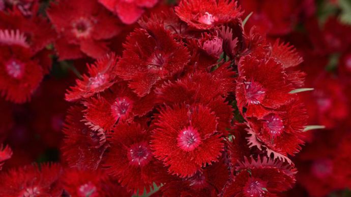 Dianthus interspécific (type barbatus) ROCKIN’ TM Red (PanAmerican Seed).